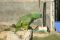 Parrot at Casa Amelia - Stalker